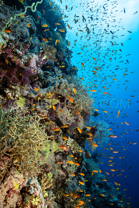 Photo de Banc d'anthias lyretail orphie de mer ou basset orange