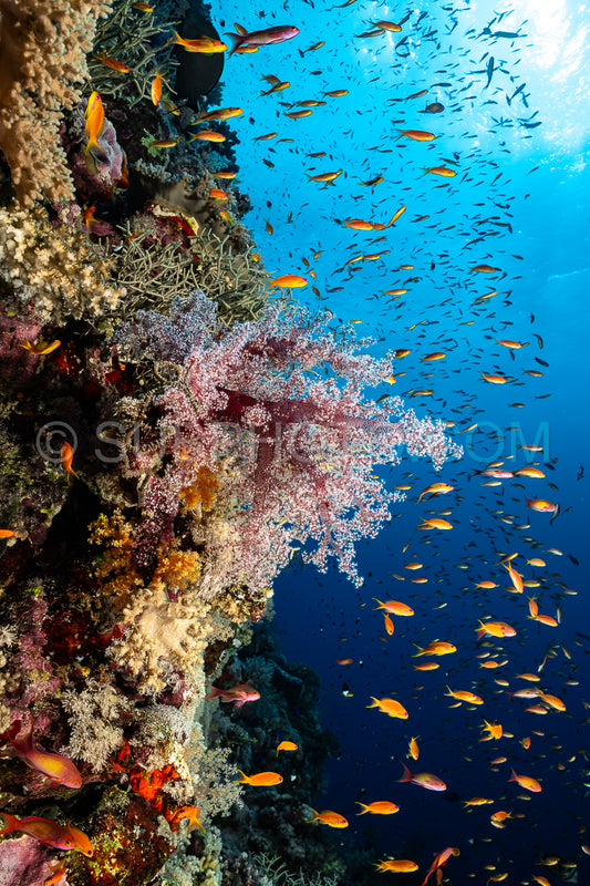 Photo de corail mou dans la mer Rouge