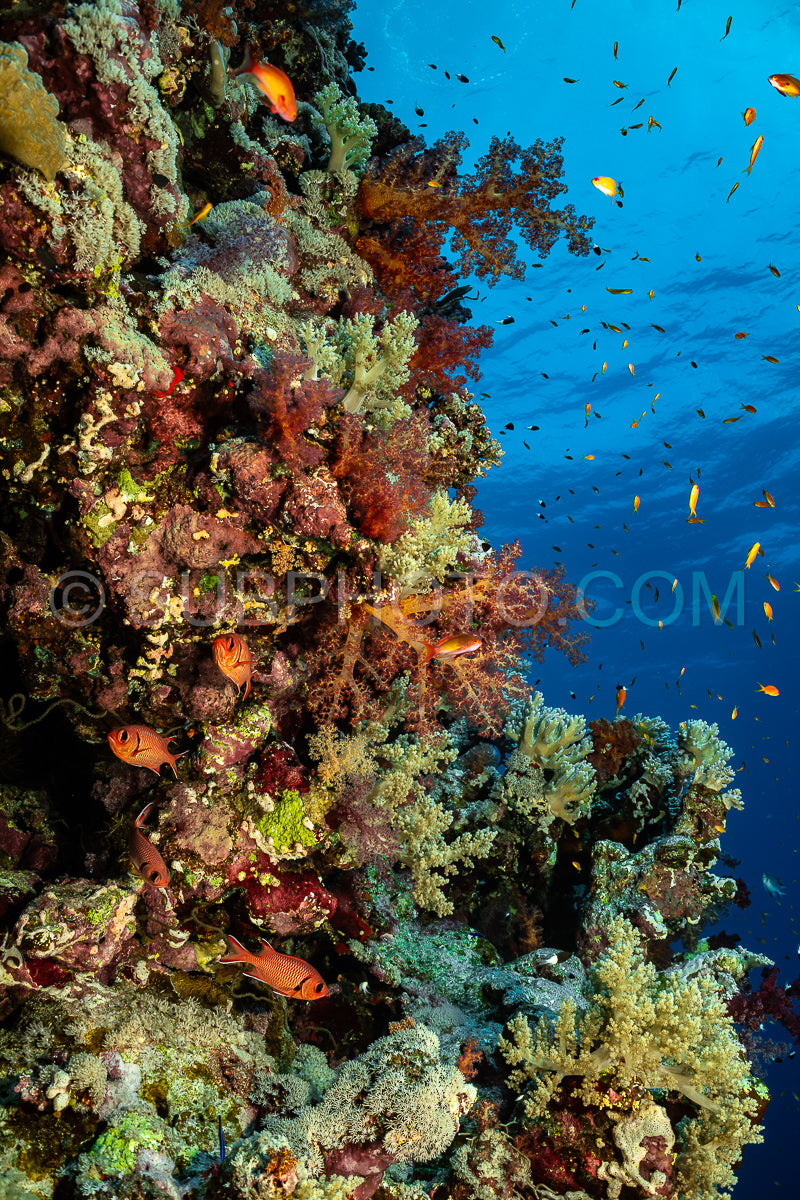 Photo de corail mou dans la mer Rouge