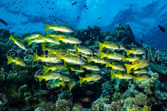 school of blackspot snapper