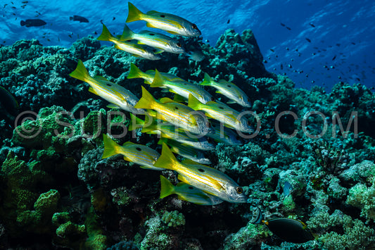 school of blackspot snapper