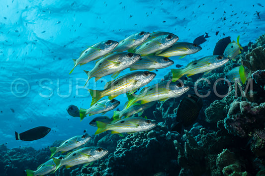 school of blackspot snapper