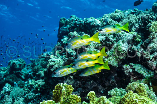 school of blackspot snapper