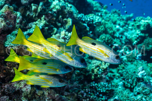 school of blackspot snapper