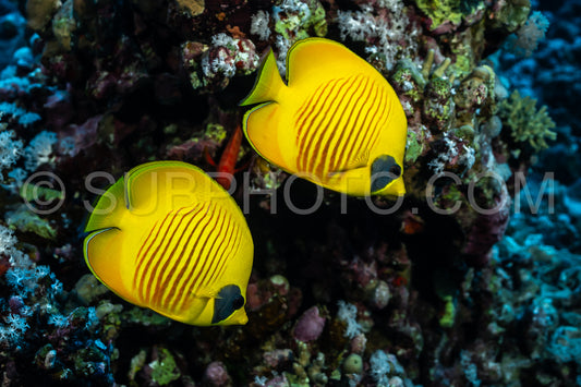 Photo de Couple de poissons-papillons à joues bleues