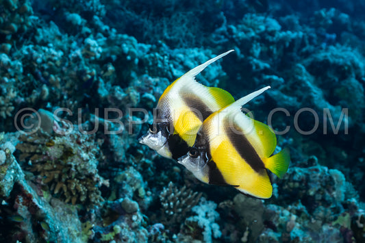 Photo de Couple de poissons-bannières de la mer Rouge