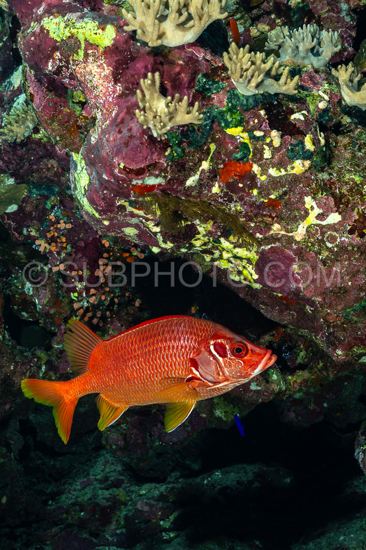sabre squirrelfish or giant squirrelfish or spiny squirrelfish