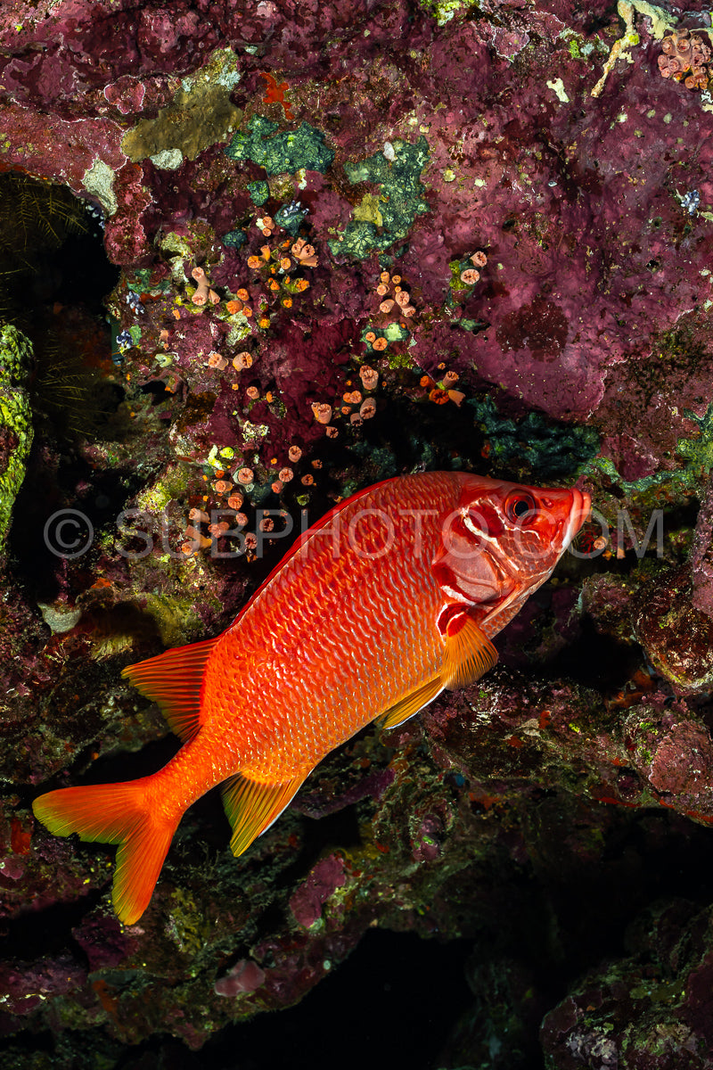 Photo de poisson écureuil sabre ou poisson écureuil géant ou poisson écureuil épineux
