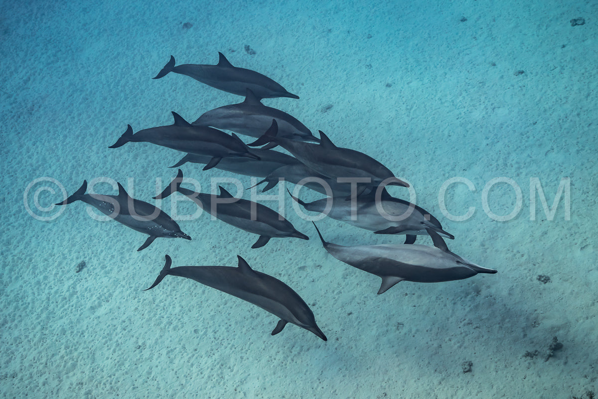 pod of Spinner dolphins (Stenella longirorstris) swimming over sand in Sataya reef- Egypt- Red Sea