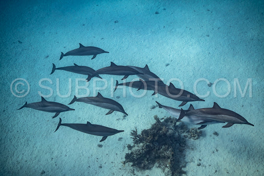 pod of Spinner dolphins (Stenella longirorstris) swimming over sand in Sataya reef- Egypt- Red Sea