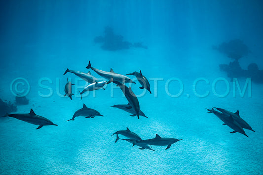 pod of Spinner dolphins (Stenella longirorstris) swimming over sand in Sataya reef- Egypt- Red Sea