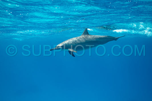 Spinner dolphin (Stenella longirorstris) swimming over sand in Sataya reef- Egypt- Red Sea