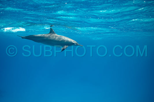 Spinner dolphin (Stenella longirorstris) swimming over sand in Sataya reef- Egypt- Red Sea