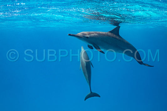 Two spinner dolphins (Stenella longirorstris) swimming over sand in Sataya reef- Egypt- Red Sea