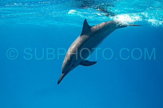 Spinner dolphin (Stenella longirorstris) swimming over sand in Sataya reef- Egypt- Red Sea