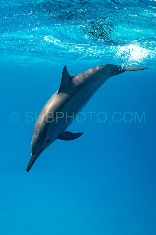 Spinner dolphin (Stenella longirorstris) swimming over sand in Sataya reef- Egypt- Red Sea