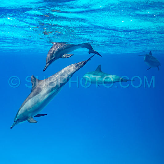 pod of Spinner dolphins (Stenella longirorstris) swimming over sand in Sataya reef- Egypt- Red Sea