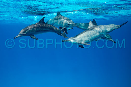 pod of Spinner dolphins (Stenella longirorstris) swimming over sand in Sataya reef- Egypt- Red Sea