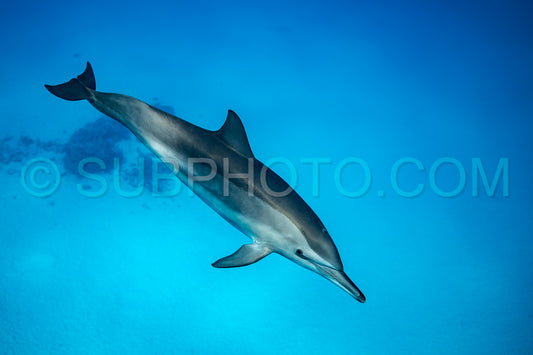 Spinner dolphin (Stenella longirorstris) swimming over sand in Sataya reef- Egypt- Red Sea
