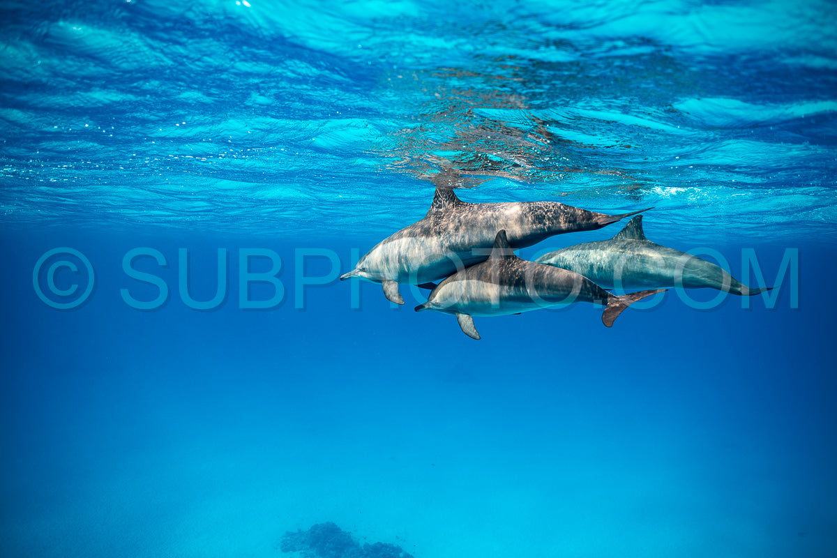 pod of Spinner dolphins (Stenella longirorstris) swimming over sand in Sataya reef- Egypt- Red Sea