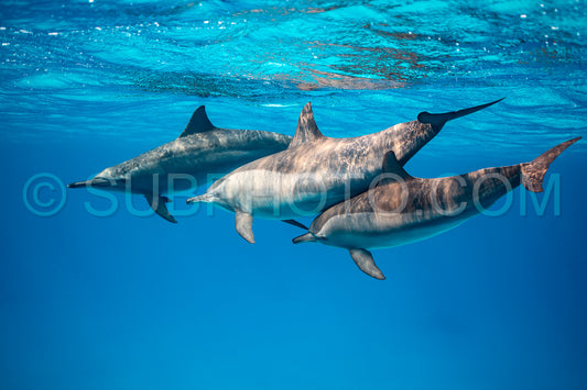 pod of Spinner dolphins (Stenella longirorstris) swimming over sand in Sataya reef- Egypt- Red Sea