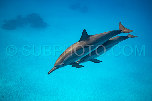 Two spinner dolphins (Stenella longirorstris) swimming over sand in Sataya reef- Egypt- Red Sea