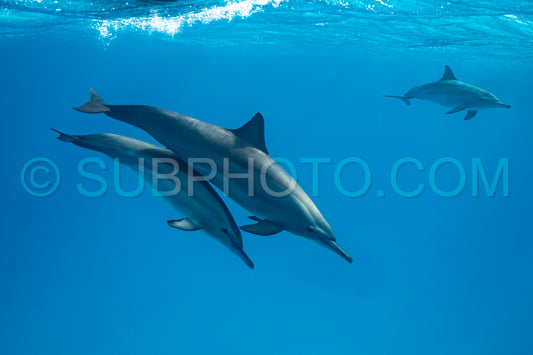 Two spinner dolphins (Stenella longirorstris) swimming over sand in Sataya reef- Egypt- Red Sea