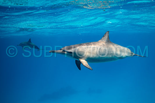 Spinner dolphin (Stenella longirorstris) swimming over sand in Sataya reef- Egypt- Red Sea