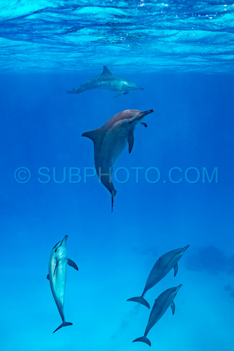 pod of Spinner dolphins (Stenella longirorstris) swimming over sand in Sataya reef- Egypt- Red Sea