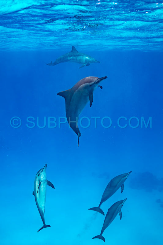 pod of Spinner dolphins (Stenella longirorstris) swimming over sand in Sataya reef- Egypt- Red Sea
