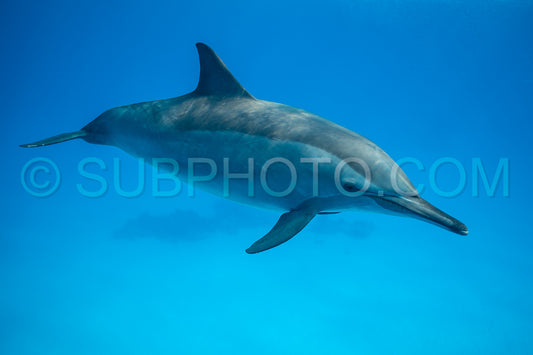 Spinner dolphin (Stenella longirorstris) swimming over sand in Sataya reef- Egypt- Red Sea