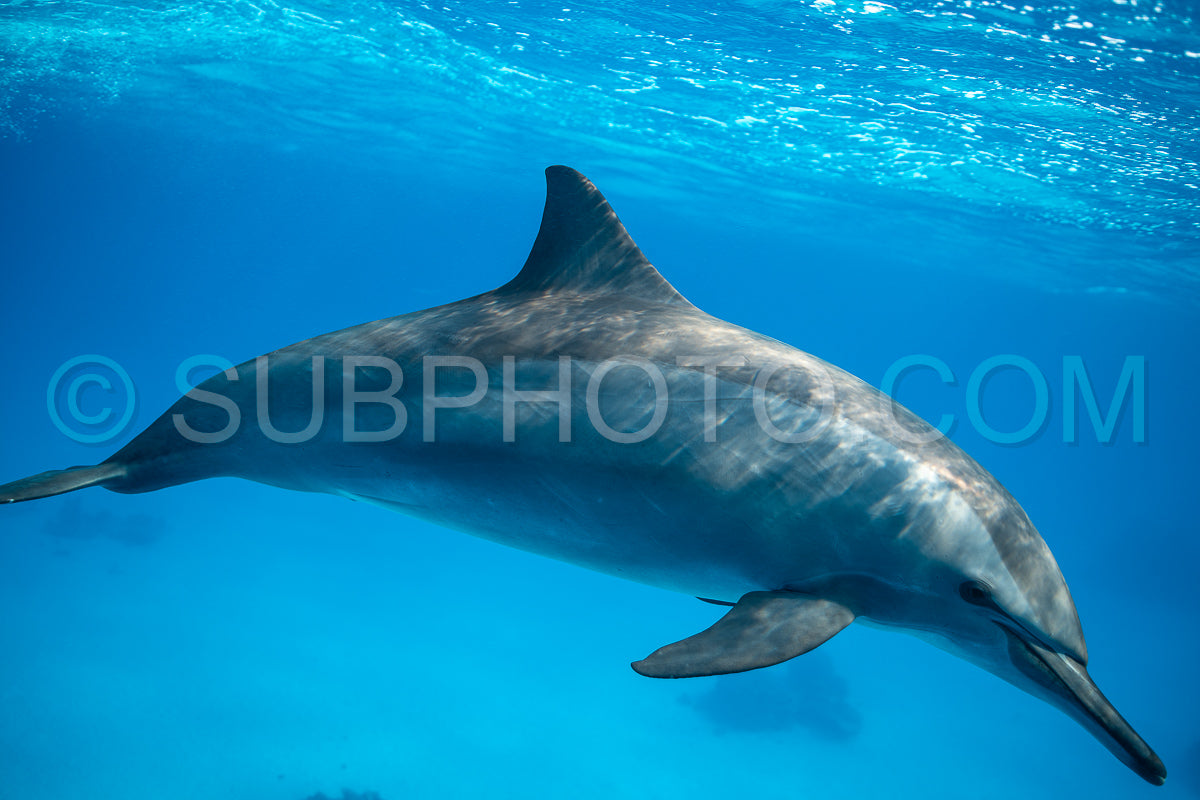 Spinner dolphin (Stenella longirorstris) swimming over sand in Sataya reef- Egypt- Red Sea