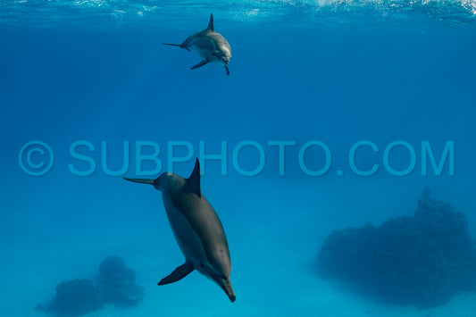 Two spinner dolphins (Stenella longirorstris) swimming over sand in Sataya reef- Egypt- Red Sea
