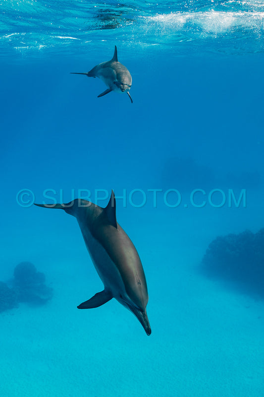 Two spinner dolphins (Stenella longirorstris) swimming over sand in Sataya reef- Egypt- Red Sea
