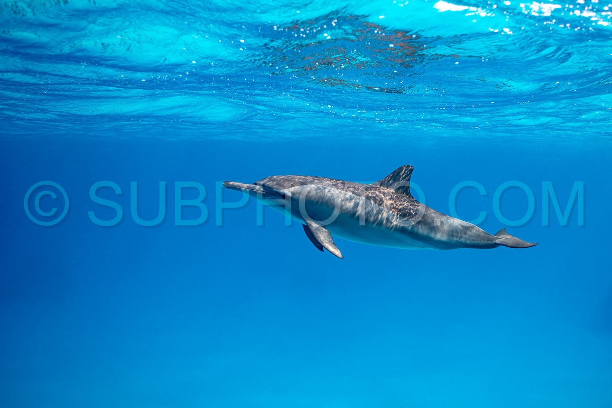 Spinner dolphin (Stenella longirorstris) swimming over sand in Sataya reef- Egypt- Red Sea