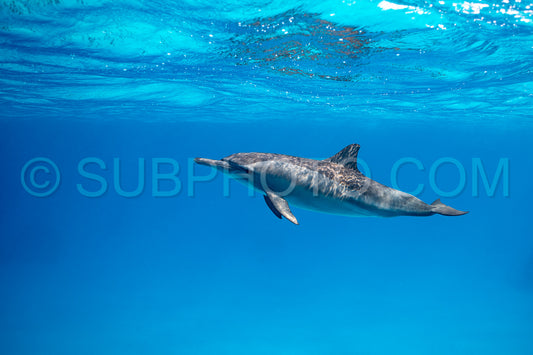 Spinner dolphin (Stenella longirorstris) swimming over sand in Sataya reef- Egypt- Red Sea