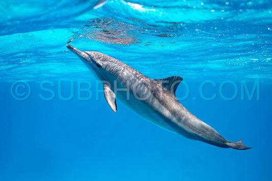 Spinner dolphin (Stenella longirorstris) swimming over sand in Sataya reef- Egypt- Red Sea