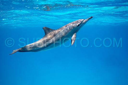 Spinner dolphin (Stenella longirorstris) swimming over sand in Sataya reef- Egypt- Red Sea