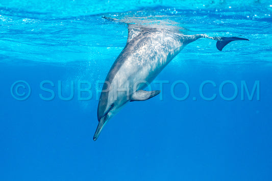 Spinner dolphin (Stenella longirorstris) swimming over sand in Sataya reef- Egypt- Red Sea