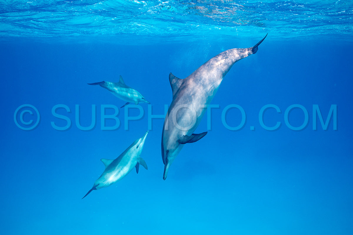 pod of Spinner dolphins (Stenella longirorstris) swimming over sand in Sataya reef- Egypt- Red Sea
