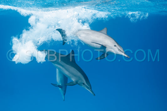 Photo de groupe de dauphins à long bec (Stenella longirorstris) jouant et nageant sur le sable dans le récif de Sataya - Egypte - Mer Rouge