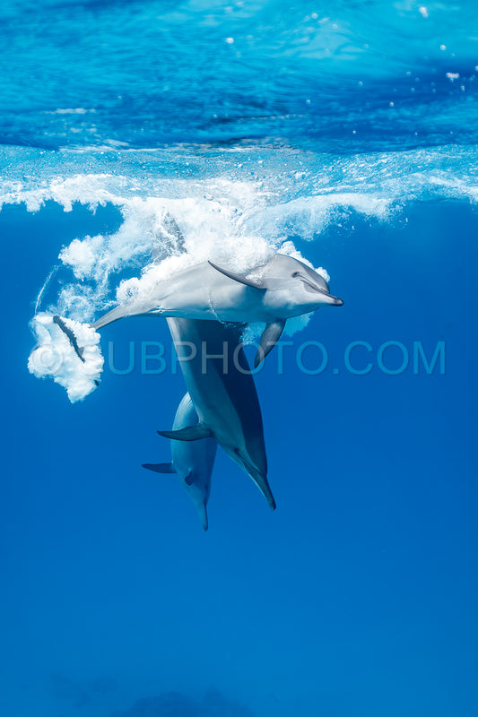 pod of Spinner dolphins (Stenella longirorstris) playing and swimming over sand in Sataya reef- Egypt- Red Sea