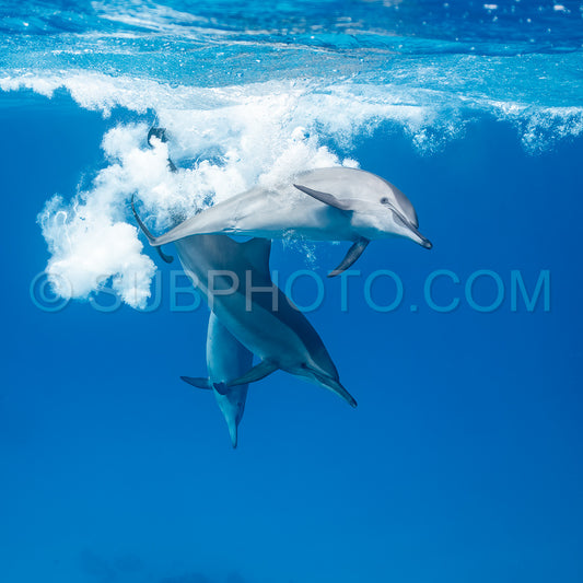 pod of Spinner dolphins (Stenella longirorstris) playing and swimming over sand in Sataya reef- Egypt- Red Sea