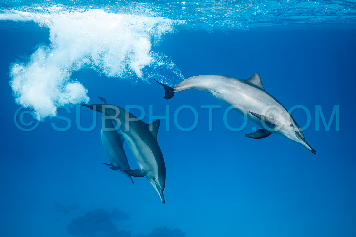 pod of Spinner dolphins (Stenella longirorstris) playing and swimming over sand in Sataya reef- Egypt- Red Sea