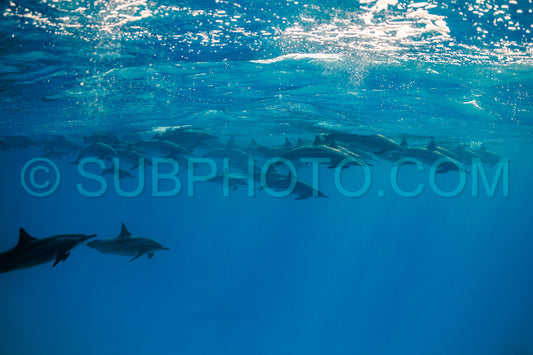 pod of Spinner dolphins (Stenella longirorstris) swimming over sand in Sataya reef- Egypt- Red Sea