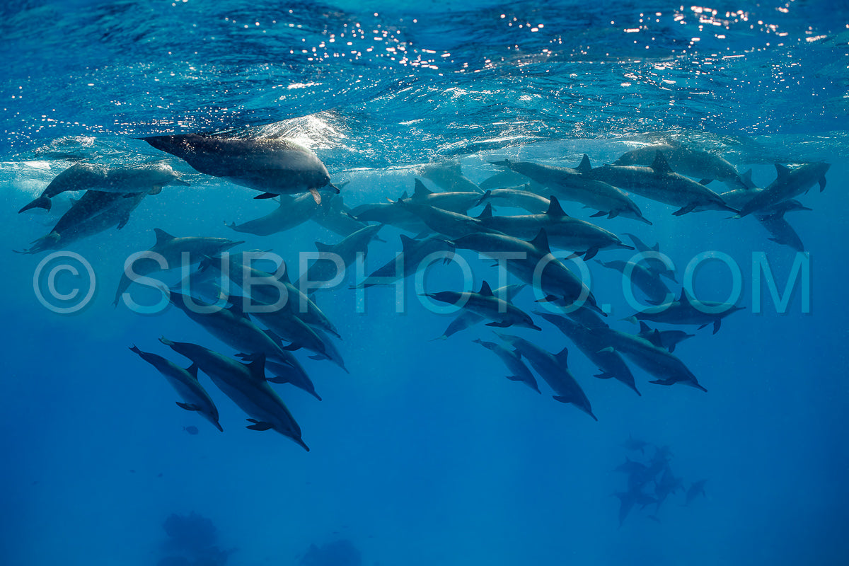 pod of Spinner dolphins (Stenella longirorstris) swimming over sand in Sataya reef- Egypt- Red Sea