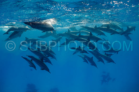 pod of Spinner dolphins (Stenella longirorstris) swimming over sand in Sataya reef- Egypt- Red Sea