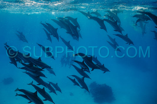 pod of Spinner dolphins (Stenella longirorstris) swimming over sand in Sataya reef- Egypt- Red Sea