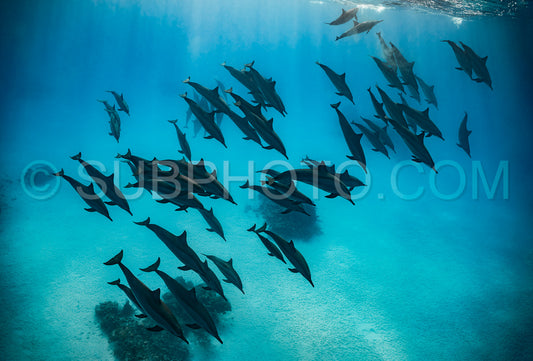 Photo de Groupe de dauphins à long bec (Stenella longirorstris) nageant sur le sable dans le récif de Sataya - Egypte - Mer Rouge