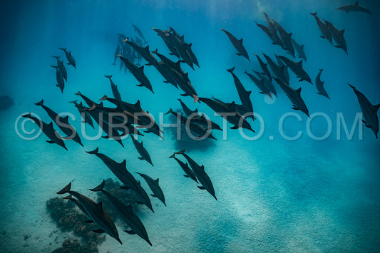 pod of Spinner dolphins (Stenella longirorstris) swimming over sand in Sataya reef- Egypt- Red Sea